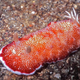 Illustration for article titled Striking Photographs Of Sea Slugs Expose The Alien World Under the Sea